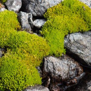 Flat Moss