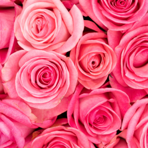 Pink Roses