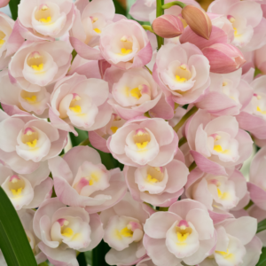 Cymbidium
