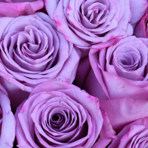 Deep Purple Roses
