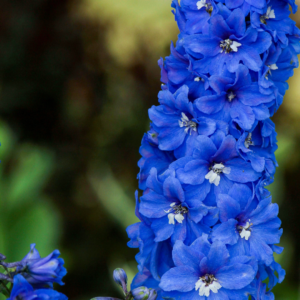 Deliphinium