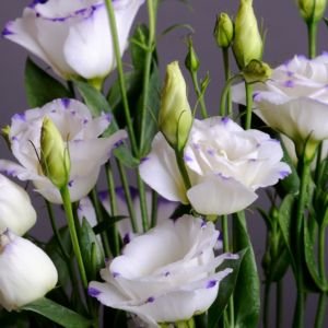Eustoma