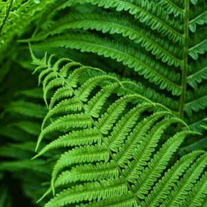 Leather Fern