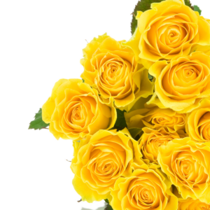 Yellow Baby Roses
