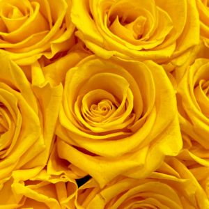 Yellow Roses